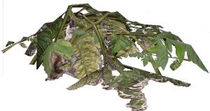 Plant material.png