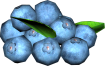 Blue-coloured berries.png