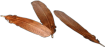 Chicken feather.png