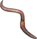 Earthworm.png